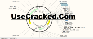 show amino acids snapgene viewer